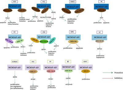 Long Non-Coding RNA MCM3AP-AS1: A Crucial Role in Human Malignancies